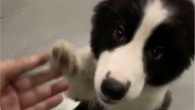 玩偶姐姐吃瓜,揭秘娱乐圈幕后故事