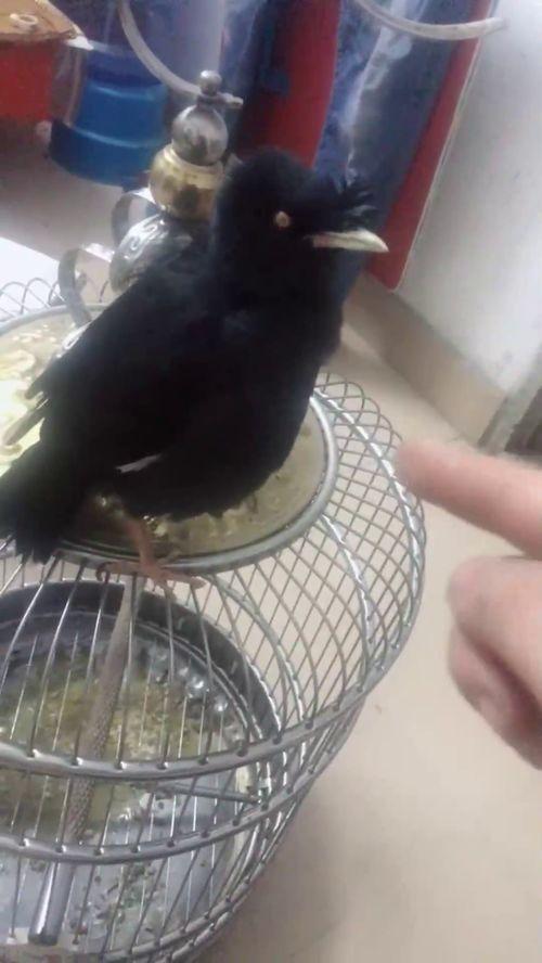 鸟姐吃瓜,揭秘娱乐圈幕后故事