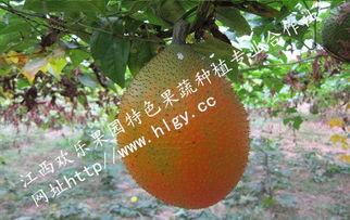 吃瓜天堂合法吗,合法与否，真相大起底