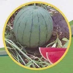 济宁微山吃瓜事件,一场引发热议的网络事件