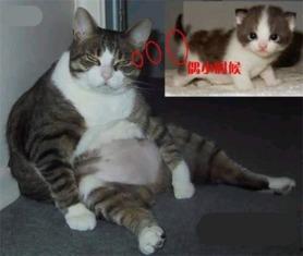 瓜几拉吃货猫,探寻美食世界的奇妙之旅