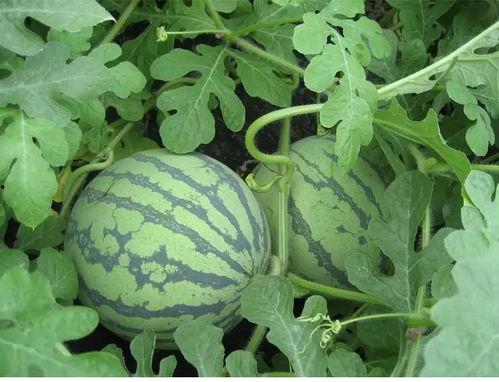 吃瓜观花,揭秘娱乐圈背后的故事与真相