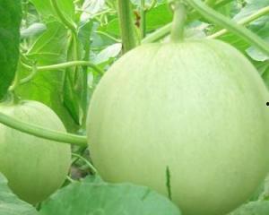 孕妇可以吃吗瓜吗,健康美味两不误——揭秘孕妇可以吃的瓜类