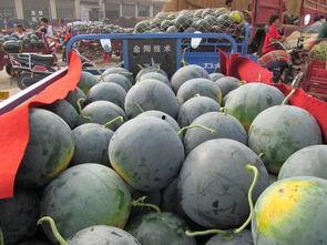 心里不苦吃瓜不甜,探寻心灵与味觉的奥秘