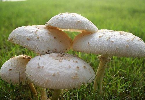 凤瓜菇怎么吃,探索美味与营养的完美融合