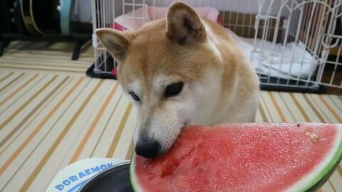 柴犬吃瓜愣住,萌态十足引网友热议