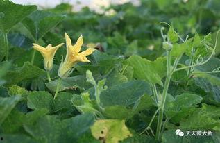 瓜苗瓜花怎么吃,探索夏日清新口感