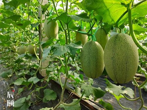 辰奕儒吃瓜,揭秘娱乐圈幕后故事