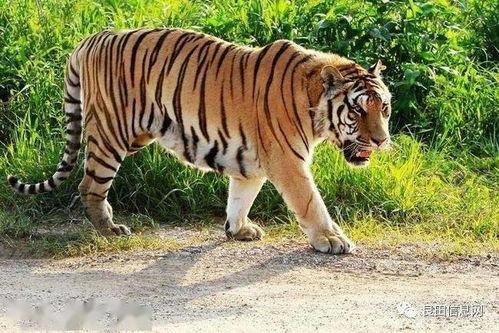 吵架老虎吃瓜视频,一场网络吵架的视觉奇观