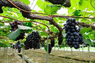 吃瓜亭和藤萝,探寻古韵与现代交融的奇妙之旅