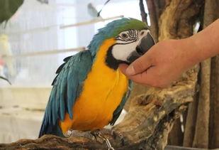 神兽吃瓜视频全集,揭秘神秘生物的趣味生活全记录